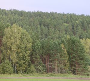 Жители Пензенской области могут получить древесину для строительства и ремонта бесплатно