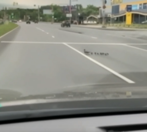 В Пензе автомобилист снял на видео семейство уток, переходящих дорогу