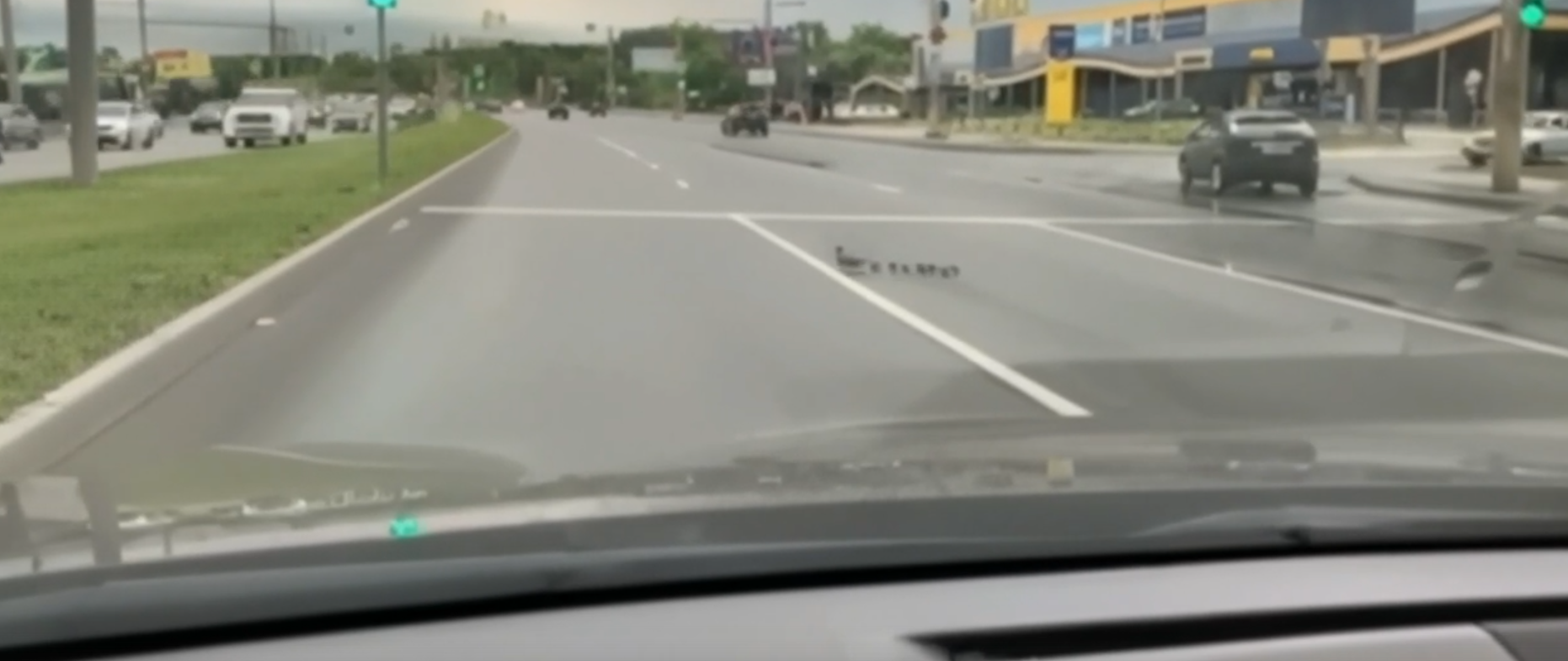 В Пензе автомобилист снял на видео семейство уток, переходящих дорогу