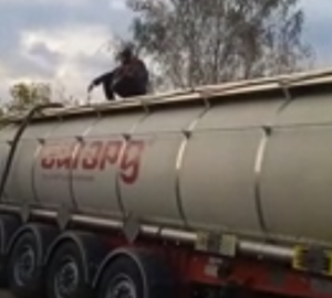 Пензенцы встретили косулю на улице города