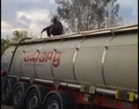 Пензенцы встретили косулю на улице города