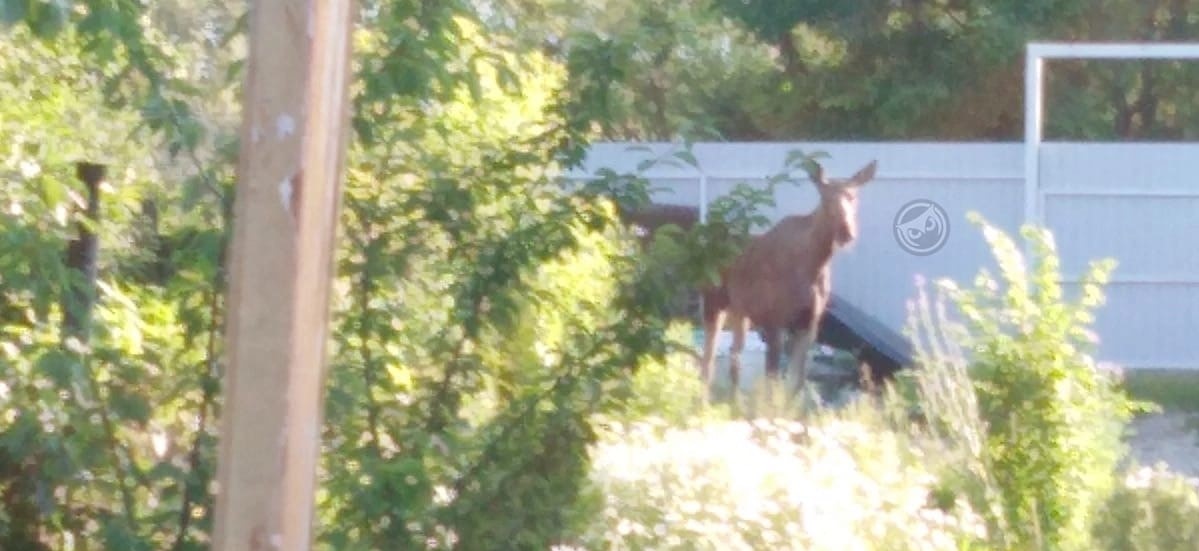 Дачу пензенца посетил необычный гость