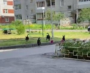 Жители Заречного опасаются своры бездомных псов
