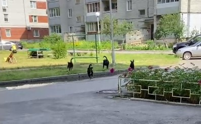 Жители Заречного опасаются своры бездомных псов