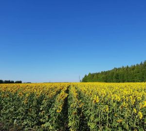 Олег Мельниченко: «Мы сможем обеспечить население всеми необходимыми продуктами питания»