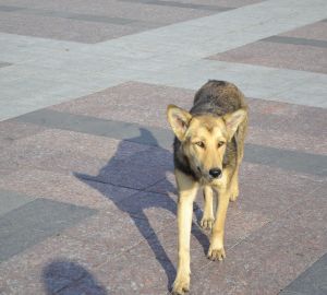 Семь зареченцев пострадали от укусов бродячих собак