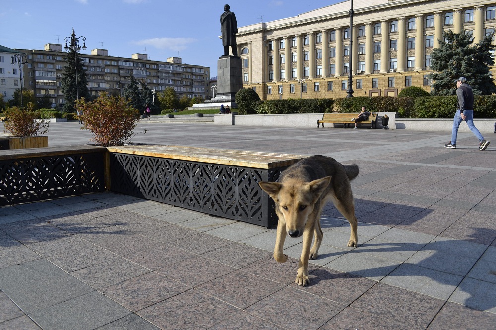 Зареченцы выступили против обустройства площадки для собак в сквере рядом с детским садом