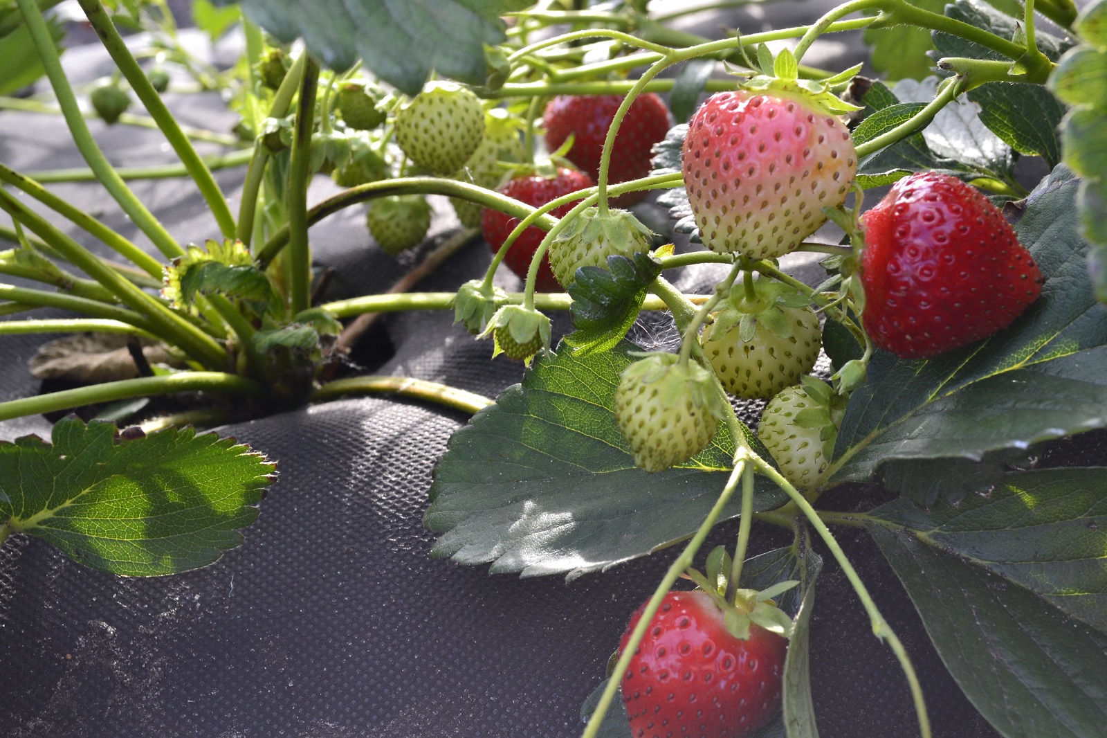 «Мокшанская ягода» приглашает на сбор клубники