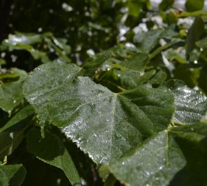 Юрист Редин: наличие сорняков на участке может грозить высоким штрафом