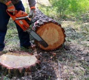В Каменском районе уничтожено деревьев почти на полмиллиона рублей
