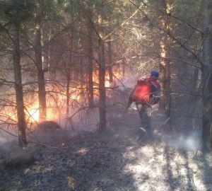 В Кузнецком районе на выходных от пожара пострадало почти два гектара леса