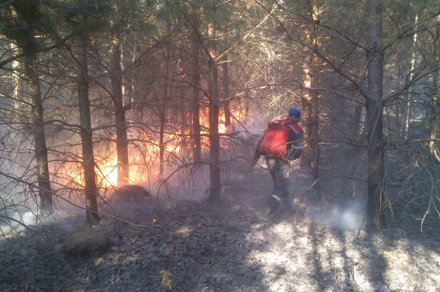 В Кузнецком районе на выходных от пожара пострадало почти два гектара леса