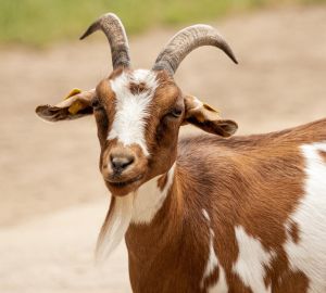 В Пензенском зоопарке пройдет показательное кормление коз и ламы