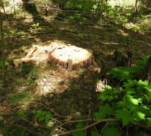 В Пензенской области незаконно вырубили сосны и дубы стоимостью 9 млн рублей