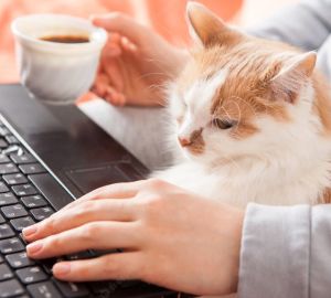 Пензенская область в десятке лучших в России регионов по оказанию электронных услуг