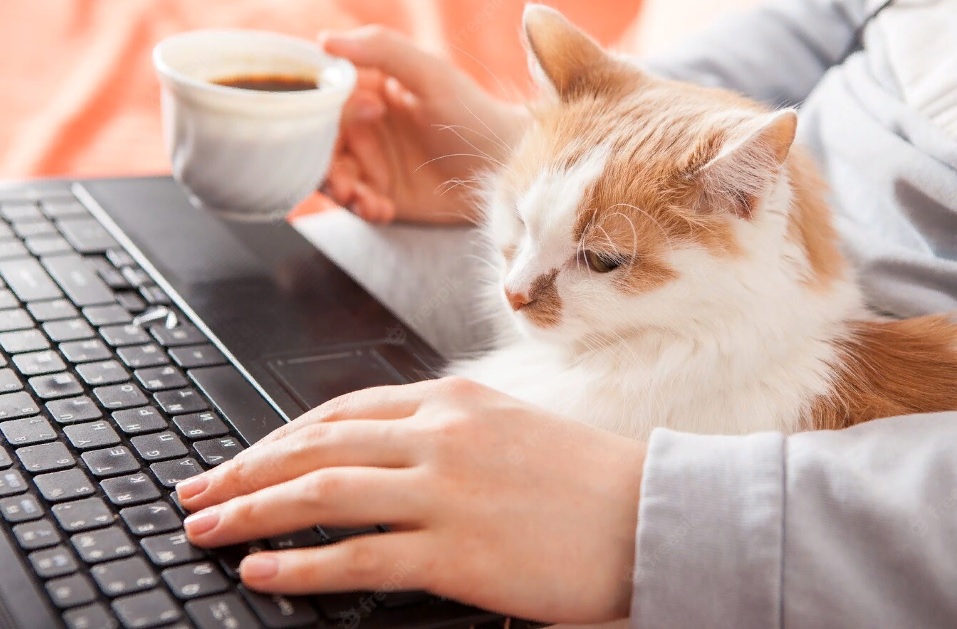 Пензенская область в десятке лучших в России регионов по оказанию электронных услуг