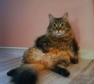 Исчезнут ли с российских полок качественные импортные корма для домашних животных