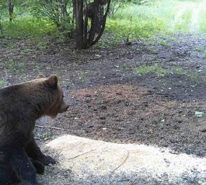 Найдены доказательства обитания бурого медведя в Сосновоборском районе