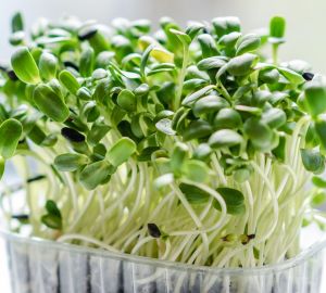 Россиянам рассказали о пользе и особенностях выращивания микрозелени
