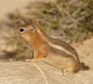 Ученые из Пензы помогли очистить Самарский аэропорт от сусликов