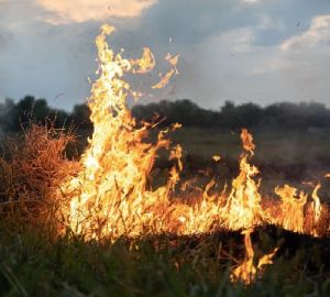 В МЧС Пензенской области предупредили о высокой опасности лесных пожаров