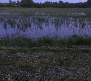 Жителям Чемодановки рассказали, когда местный пруд расчистят от зарослей