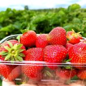 Пензенцы могут угоститься и сделать запасы Мокшанской ягоды