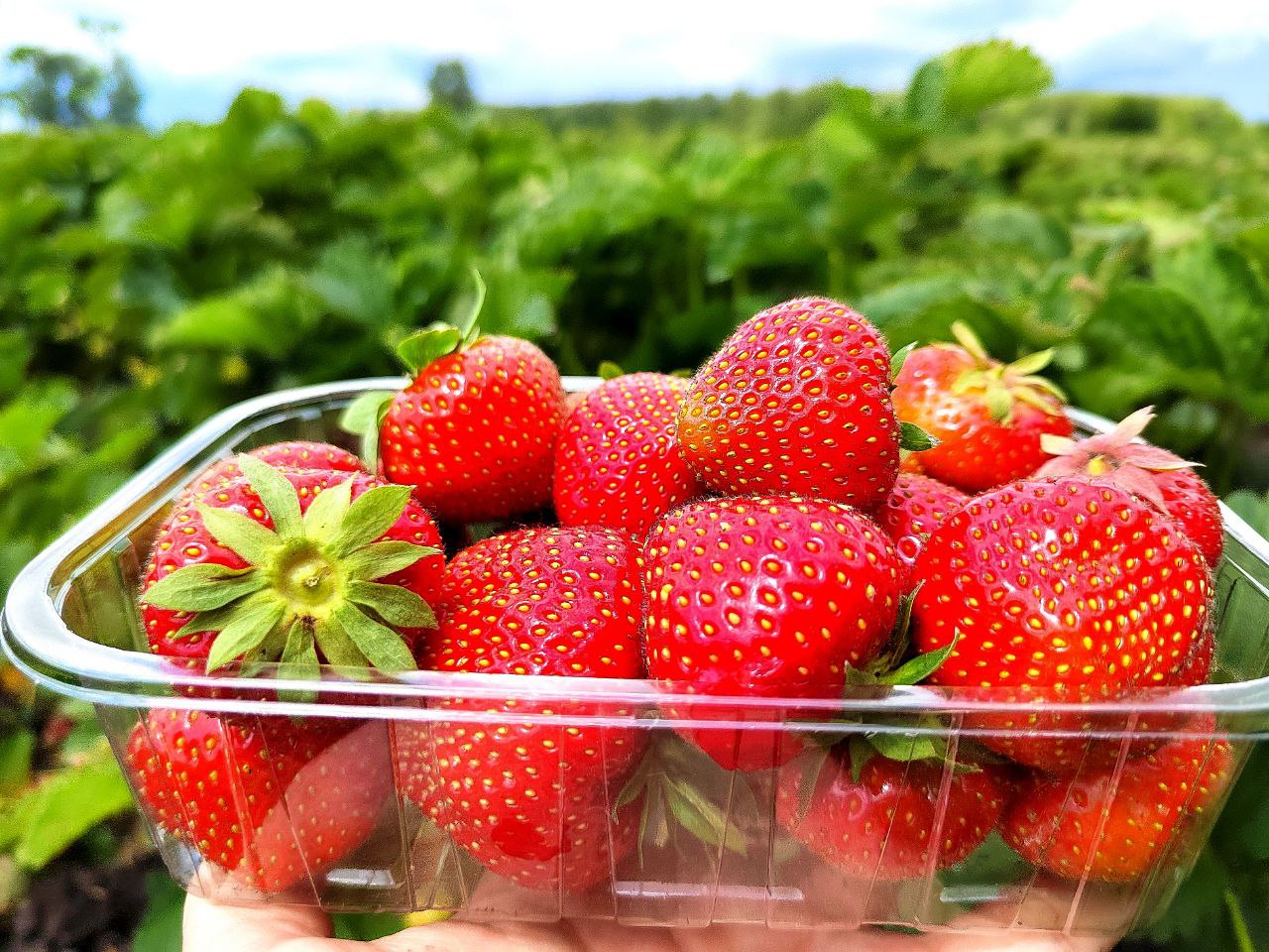 Пензенцы могут угоститься и сделать запасы Мокшанской ягоды