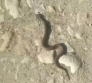 Жителей Пензенской области предупредили о змеях