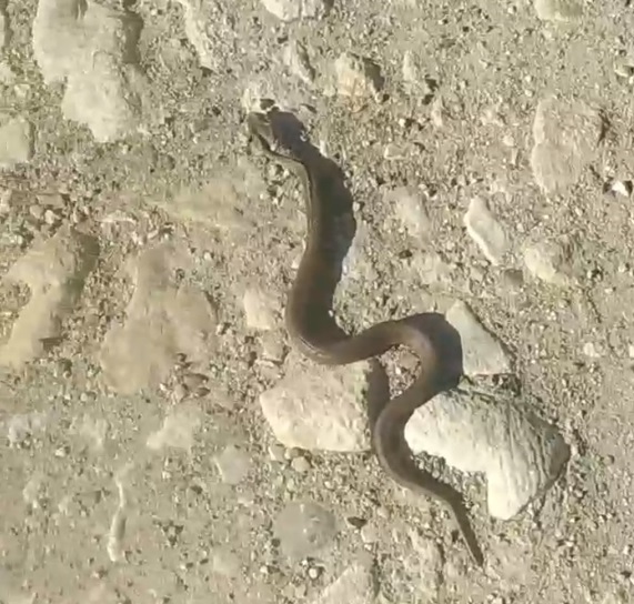 Жителей Пензенской области предупредили о змеях