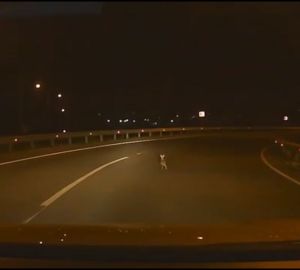 В Пензе автомобилист чуть не сбил зайца