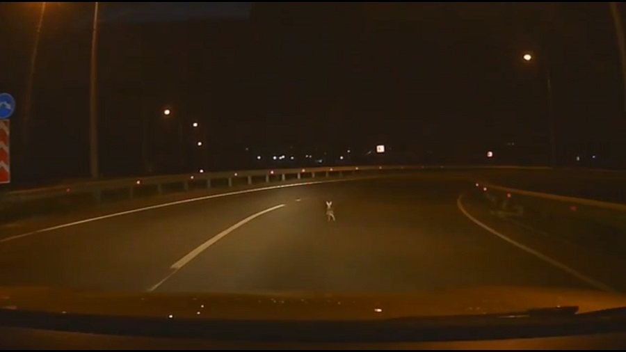 В Пензе автомобилист чуть не сбил зайца