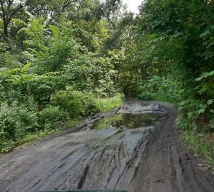 Пензячка пожаловалась в соцсетях на дорогу, ведущую через лес к детскому лагерю «Чайка»