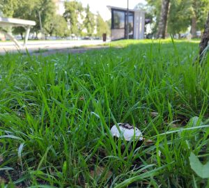 Пензенцы обнаружили грибное место в центре города