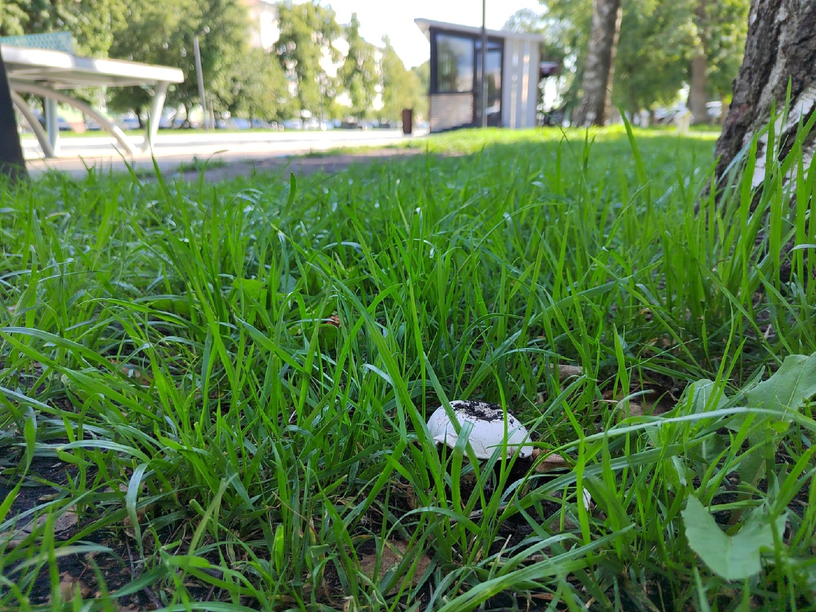 Пензенцы обнаружили грибное место в центре города