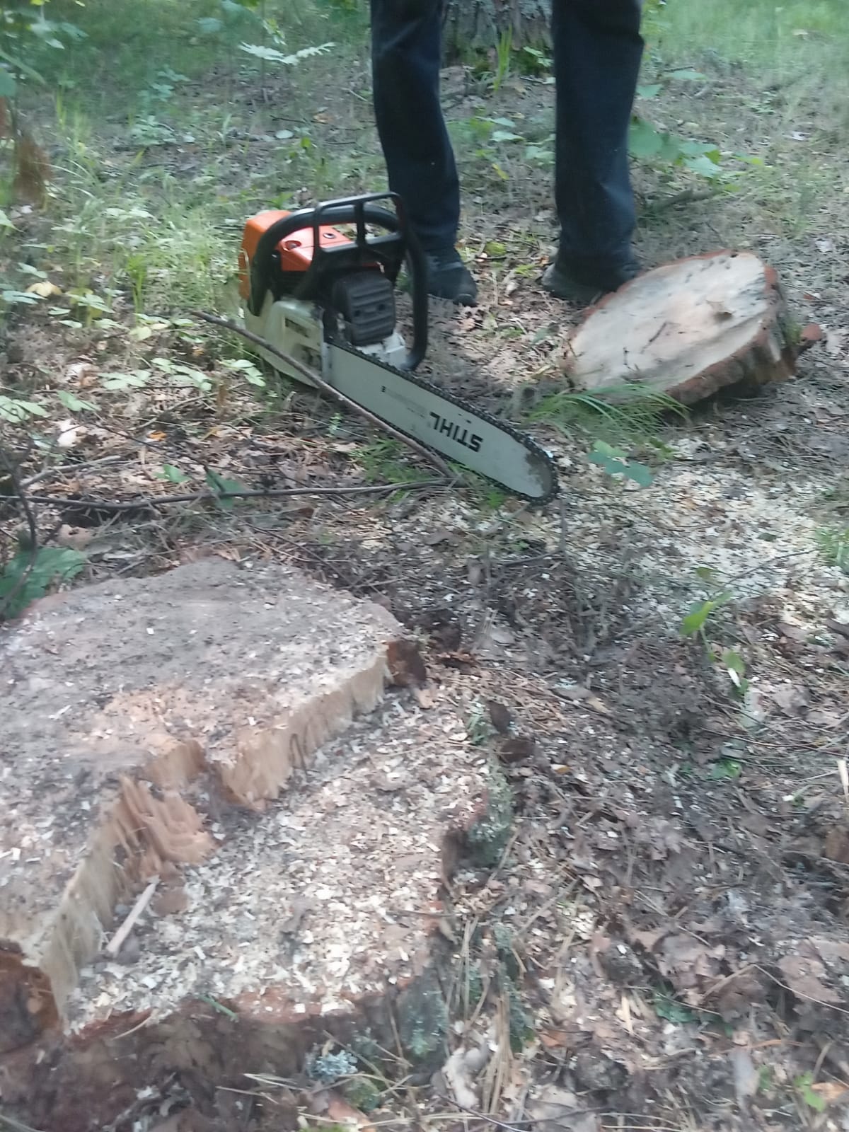 В Пензенской области «черный лесоруб» напилил деревьев на 108 тысяч рублей