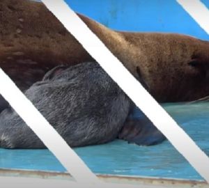 В Пензе у пары краснокнижных северных морских львов появился детеныш