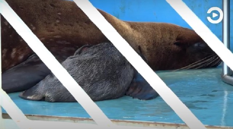 В Пензе у пары краснокнижных северных морских львов появился детеныш