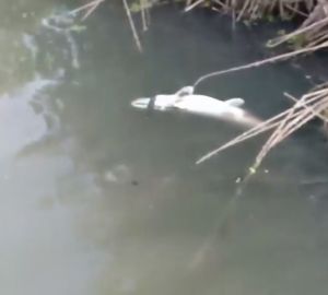 В Нижнеломовском районе в реке начала гибнуть рыба