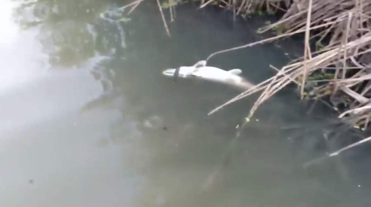 В Нижнеломовском районе в реке начала гибнуть рыба