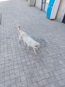 В городе Заречном отловленные и выпущенные собаки набросились на людей