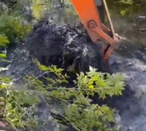 Советника губернатора Пензенской области возмутили «человекообразные бобры»