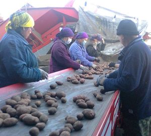 В региональном Роспотребнадзоре рассказали, как правильно выбрать картошку