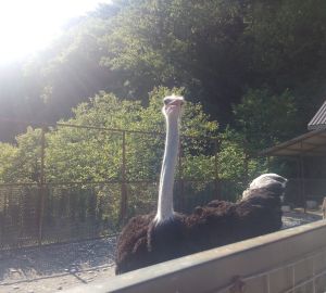 Пензенцев обеспокоила информация о переезде зоопарка