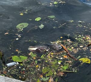 У набережной Суры в Пензе заметили бездомного и мертвых птиц