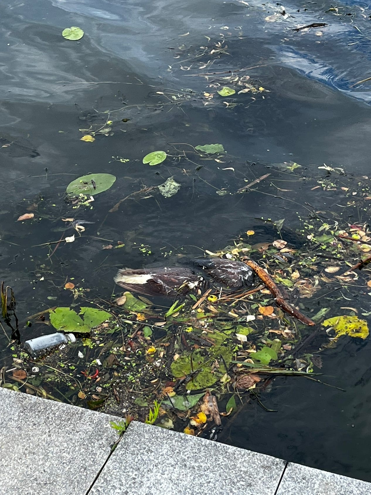 У набережной Суры в Пензе заметили бездомного и мертвых птиц