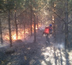 В Пензенской области прогнозируют высокую опасность лесных пожаров