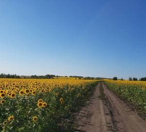 В Пензенской области планируют ввести в оборот 17 000 га земли