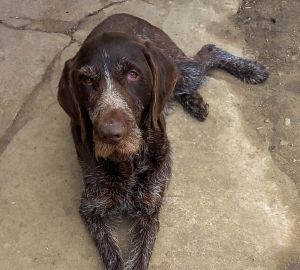 Пензенский военнослужащий вернулся из Донбасса с псом, выбравшимся к нему из-под обломков