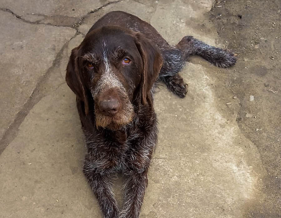 Пензенский военнослужащий вернулся из Донбасса с псом, выбравшимся к нему из-под обломков